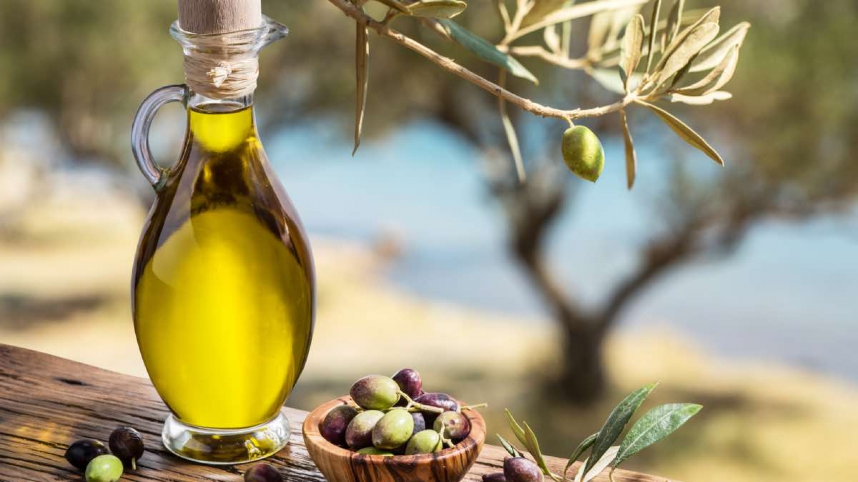 Olive oil and berries are on the wooden table under the olive tree.